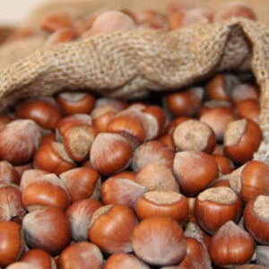 fiskobirlik findik ile ilgili kritik tarihi duyurdu 11 agustosta baslanacak XUvEw7Ok