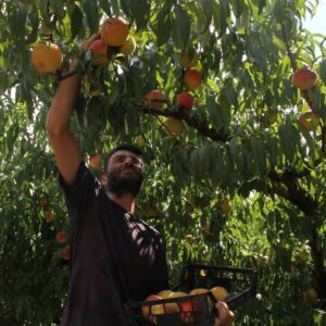 samsunda hasat zamani kilosu 80 liradan basliyor Zs8YXQkN