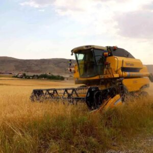 sivasta hububat hasadi basladi yivnwOQU