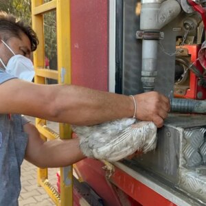 yanginda tavuklari kalan civirin acisi BDYsYVGP