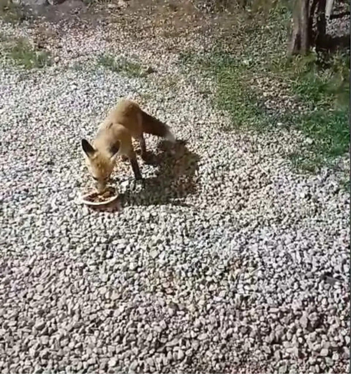 tilki rifkinin alabalik dostlugu xS1sfZxC