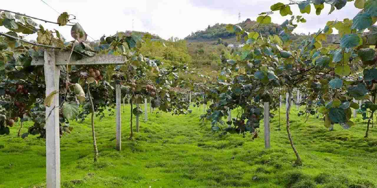 4 bin ton rekolte bekleniyor kilogram fiyati belli oldu pQSatCHN.jpg