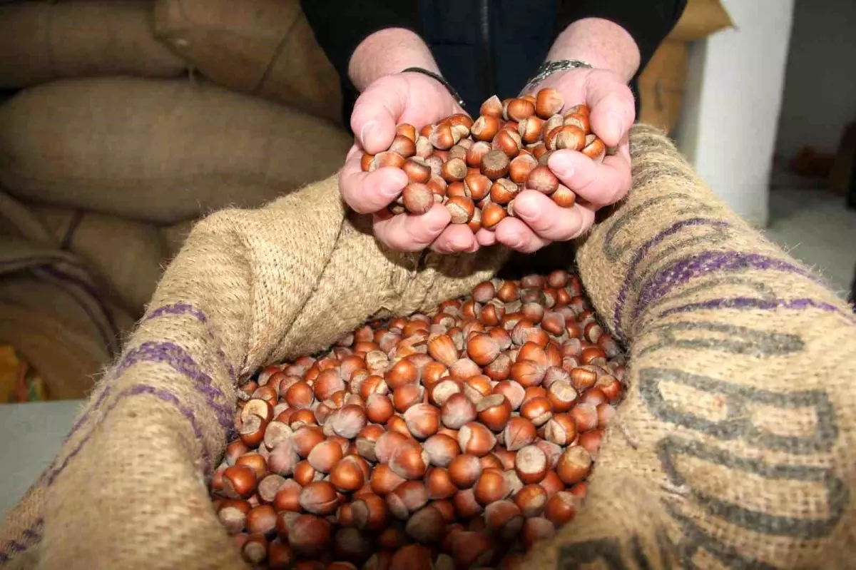 giresunda findik fiyatlari haftayi 315 liradan kapadi mEeJdZ8S