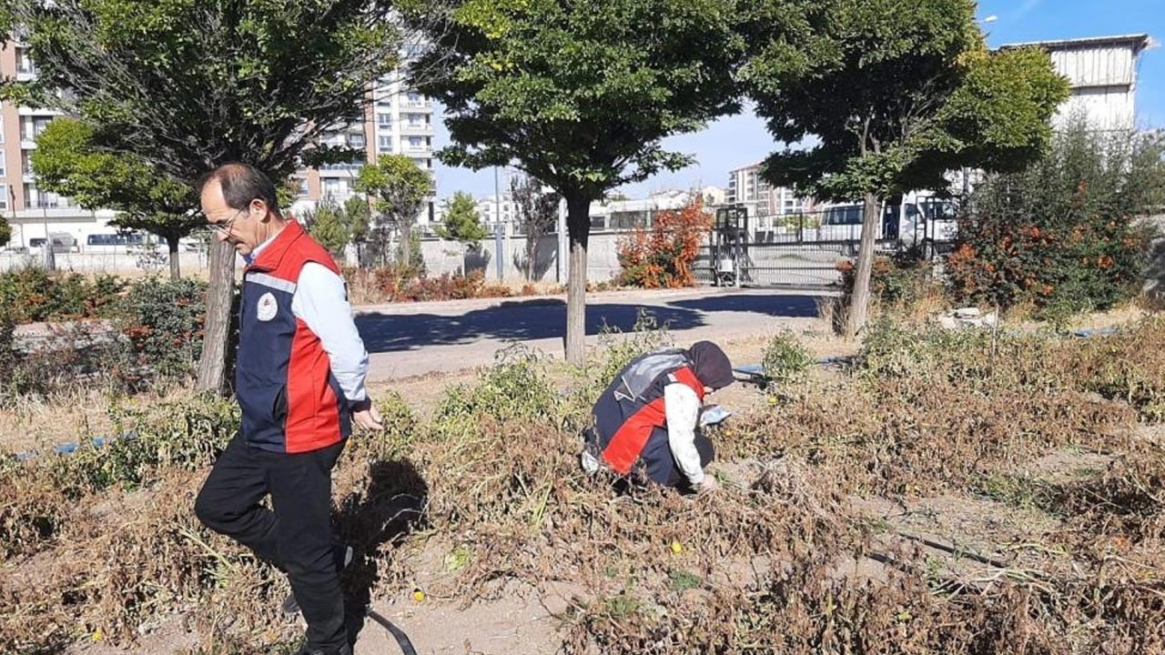 kahverengi kokarca kabusu sivasa sicradi r29nIYPS.jpg