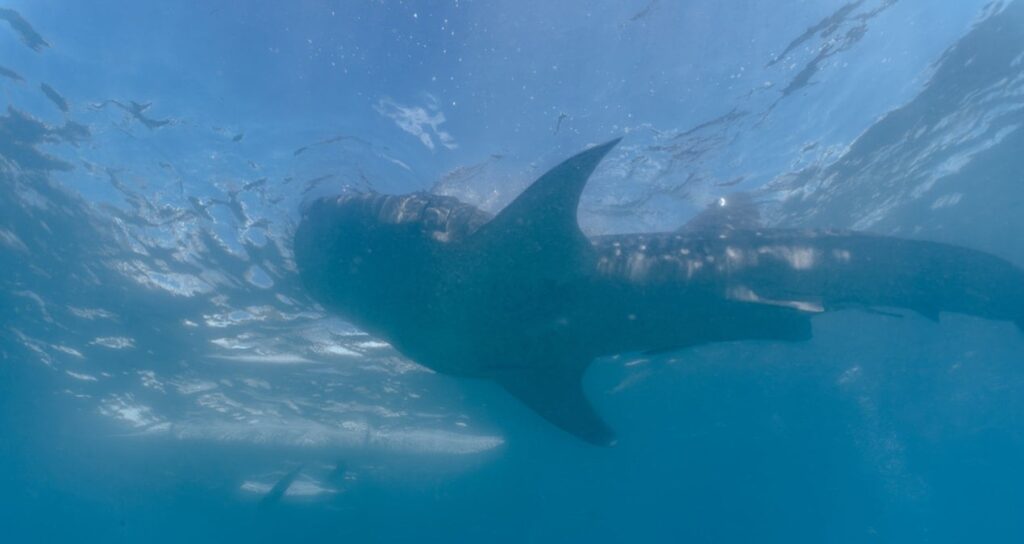 bukalemundan-bile-hizli-renk-degistiren-balik-ortaya-cikti-GzTfByaf
