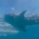 Renk Değiştirerek Temizlik Yapan Balıklar: Doğanın Gizemli Sırları