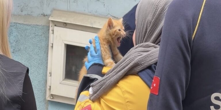 kagithanede-korkutan-yangin-dumanlarin-arasindan-yavru-kedi-cikti-7qwSiRFV