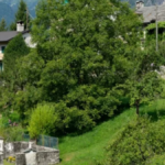 koyune-gelenlere-servet-veriyorlar-UPxO2lK3